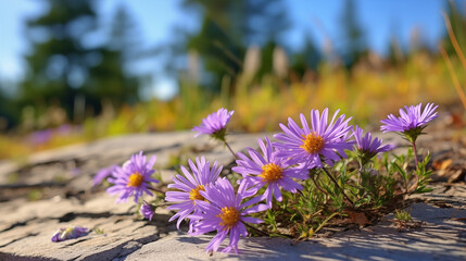 Wall Mural - Delicate purple wildflowers thriving in cracks of a sunlit rocky path