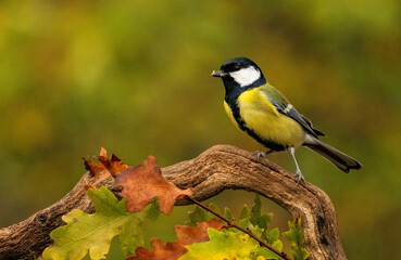 Great tit drink water and sitting on branch