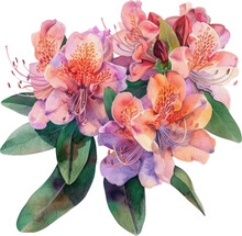 Rhododendron Flower Watercolor Isolate Illustration Vector.