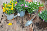 Fototapeta Tulipany -  carnation flowers in flowerpot and colorful viola with  shovel and dirt on a wooden table