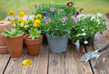 Fototapeta Tulipany - pretty and colorful spring flowers on a wooden table  with gardening toolse in a garden