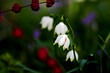© TinasGluecksmomente - white spring flowers red snowflake season