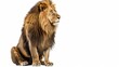 An isolated white background with a sitting lion staring off into the distance, Panthera Leo, 10 years old
