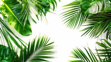 White Background With Palm Leaves