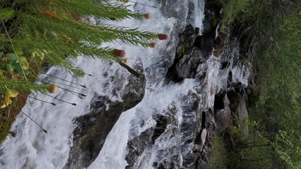 Wall Mural - plant Clementsian semenovii flowers bloom by a mountain river stream in a field in summer. Vertical video