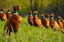 Flock Of Golden Pheasants Foraging In Meadow