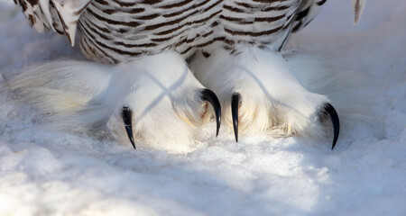 Poster - Paw with talons of an owl on white snow. Close-up