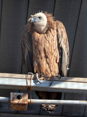 Canvas Print - Portrait of a vulture at the zoo