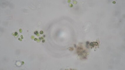 Wall Mural - Education of chlorella under the microscope in Lab.