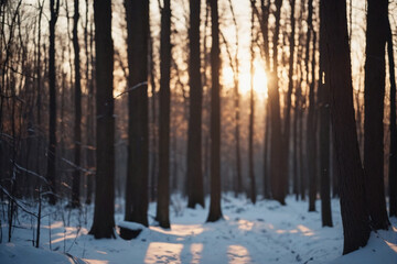 Aufkleber - Sunset in the wood in winter period