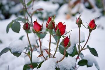 Canvas Print - bright roses peeping out of snow in a winter garden