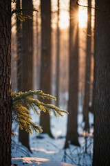 Aufkleber - Sunset in the wood in winter period