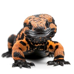 Wall Mural - Gila Monster in natural pose isolated on white background, photo realistic