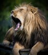 Portrait of a male lion yawning and lying down in front of a green background