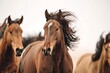 horses manes flowing as they run against the wind