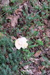 FU 2022-10-03 Heimbach 791 Im Efeu wächst ein Pilz