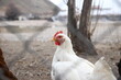 Behind the Fences: White Hen Roaming