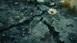 Fototapeta Uliczki - A single daisy emerges through cracked, dry soil, symbolizing hope and resilience in a harsh environment.