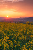 Fototapeta Natura - Yellow rapeseed field in bloom. Colorful clouds and sun during springsunrise in the background. Beautiful rural landscape.
