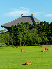 Poster - 夏の奈良公園春日野園地と鹿の群れ