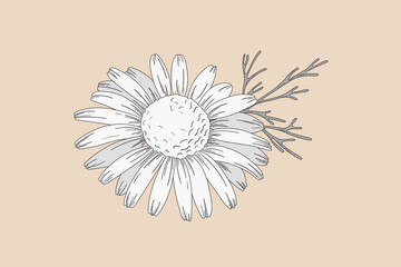 Wall Mural - Chamomile flowers. Camomile medicinal plant, herbal medicine and ingredient for tea or natural skincare beauty products. Floral vector illustration in sketch style