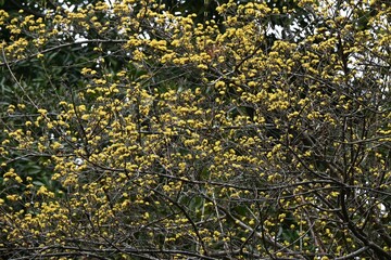 Canvas Print - Japanese cornel (Cornus officinalis) flowers. Cornaceae deciduous tree. Yellow flowers bloom in spring and red berries in autumn.