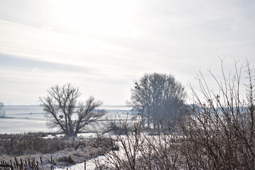 Sticker - bold trees in snow covered landscape