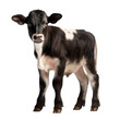 Calf cow isolated on a transparent background, png. White black calf