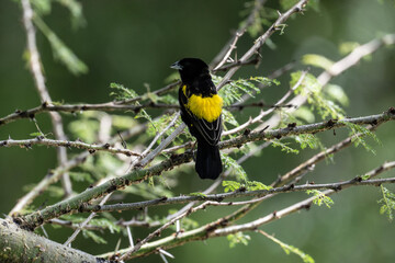 Wall Mural - beautiful black and yellow bird in natural conditions on a sunny spring day in Kenya