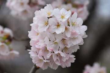 Wall Mural - 日本の春の庭に咲く薄桃色のソメイヨシノの桜の花