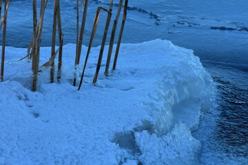 Sticker - frozen reeds close up