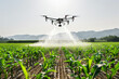 Drone flying over a cornfield, spraying agricultural chemicals. Cultivators using drones tech to maintain or monitor crops 