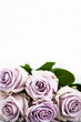 Fresh soft lilac roses flowers on white background, selective focus, copy space for text