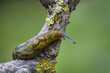 Slug climbing a branch
