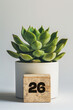 Plant and Wooden Number Display - Green Plant and Date Indicator