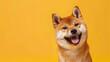 Perro, de raza Shiba Inu, Sonriente en Fondo Amarillo