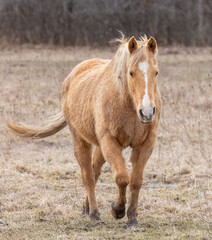 Wall Mural - A Light brown horse walking in a meadow on Wolfe Island, Ontario, Canada