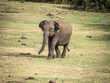 Elephants in the Mineriya National Park in Sri - Lanka