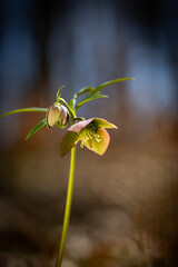 Wall Mural - wild flowers in early spring