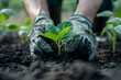 Farmer or gardener planting young plants into soil, the concept of spring and the beginning of work in the garden.