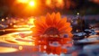  A vivid orange blossom atop a watery pool, bathed in sunlight from afar