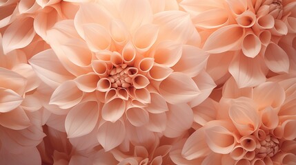 Wall Mural - Beautiful pink dahlia flowers as background, closeup view