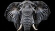  Close-up of an elephant's head, showcasing its tusks and wrinkled face