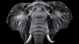 Fototapeta  -  Close-up of an elephant's head, showcasing its tusks and wrinkled face
