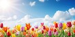 Panoramic flowers landscape of blooming colorful tulips field in spring, blue sky and sunshine - Flower background banner panorama