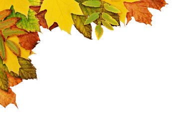 Wall Mural - autumn corner arrangement with dried leaves in yellow, orange and green colors isolated on white or 