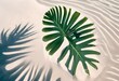 palm tree and shadow on solid background