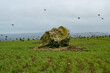 Murmuration flying low behind boulder in field