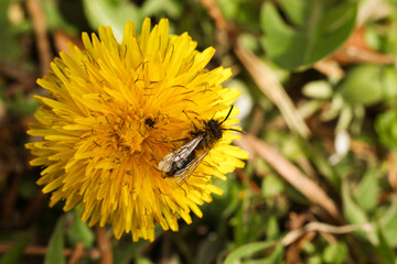 Sticker - a honey bee on a bright yellow dandelion