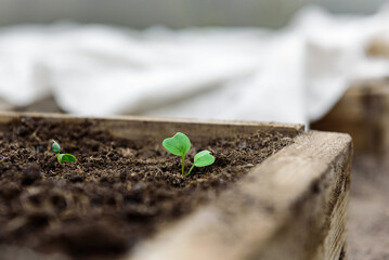 Wall Mural - Young radish sprouts growing in the soil of greenhouse.